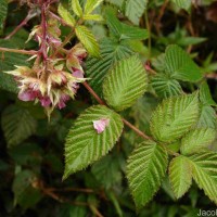 Rubus leucocarpus Arn.